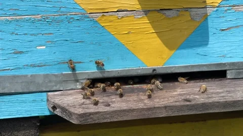 Bees flying in and out of beehive entrance carrying nectar Stock Footage 315364850