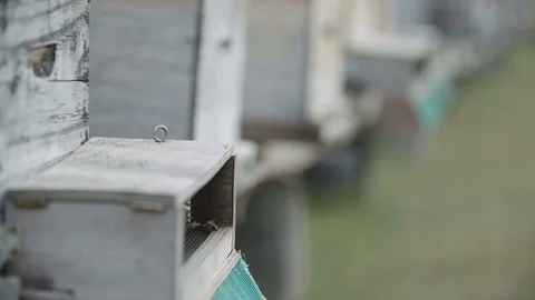 Bees flying in and out of a hive for commercial honey production Vídeo Stock 70451008
