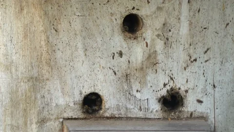 Bees flying in and out of the hive Stock Footage 136444489