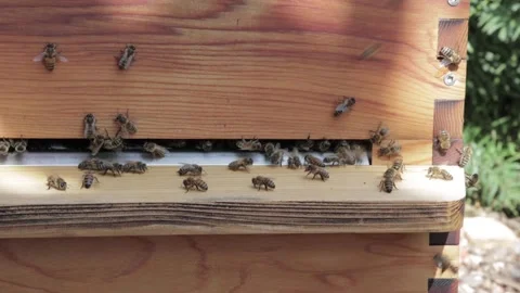 Bees flying in and out of hive Stock Footage 154019034