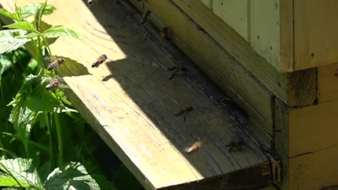 Bees flying in and out of the hive Stock Footage 310208692