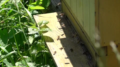 Bees flying in and out of the hive Stock Footage 310210975
