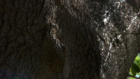 Bees Flying in and out of Knot Hole in Old Oak Tree Profile Angle Video stock 90768090