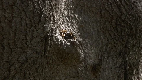 Bees Flying in and out of Knot Hole in Old Oak Tree Video stock 90768115