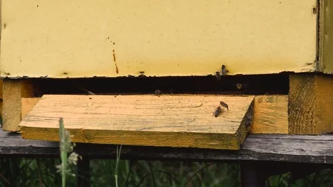 Bees flying in and out from the yellow hive Stock Footage 112082925