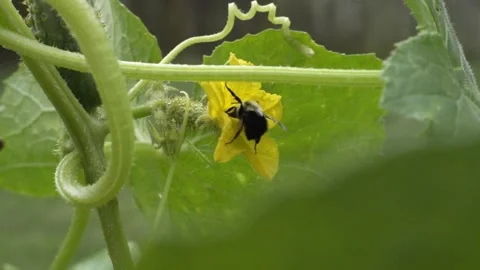 Bees Flying and Polinating Flowers - Slow Motion Stock Footage 245998877
