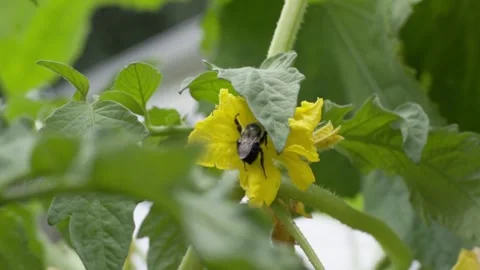 Bees Flying and Polinating Flowers - Slow Motion Stock Footage 245998879