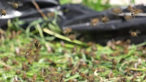 Bees flying in apiary. Slow motion 4k video with selective focus Stock Footage 315869135