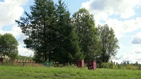 Bees flying around apiary beehives in a beautiful green summer landscape Stock Footage 345551066