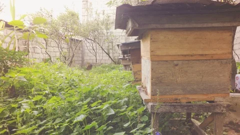 Bees Flying Around The Apiary Stock Footage 93166740