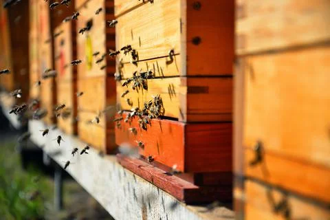 Bees flying around beehive. Beekeeping concept. Stock Photos