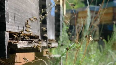 Bees flying around beehive Stock Footage 138649469