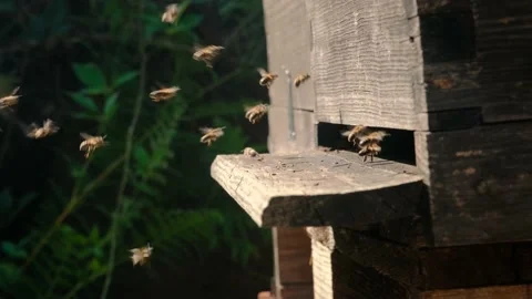 Bees flying around beehive Stock Footage 138885564
