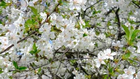 Bees flying around cherry blossoms Stock Footage 188239567