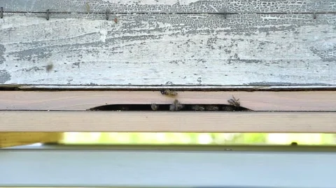 Bees flying around entry of beehive Stock Footage 50543864