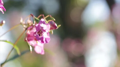 Bees flying around flowers Stock Footage 41331444