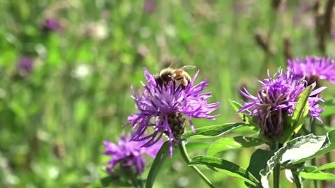 Bees flying around flowers Stock Footage 77572627