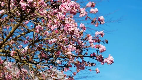 Bees flying around the flowers of a tree at Lake Brienz. Turquoise calm water Stock Footage 150072931