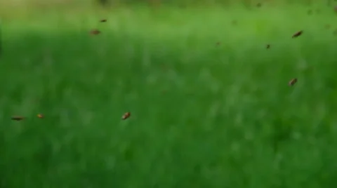 Bees flying around on a green background Stock Footage 39950957