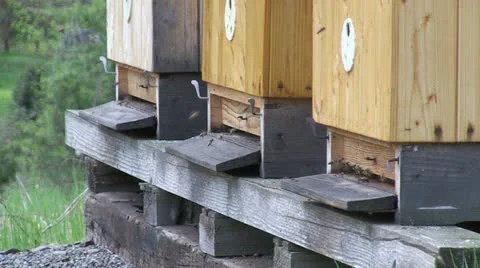 Bees flying around the hive Stock Footage 25508966
