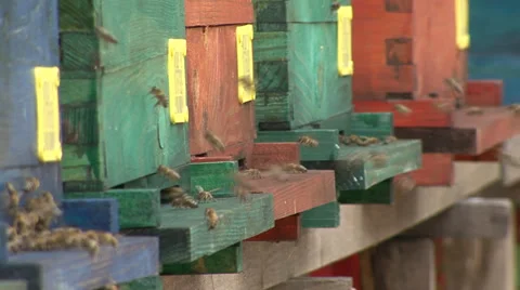 Bees flying around the hive Vídeo Stock 39660905