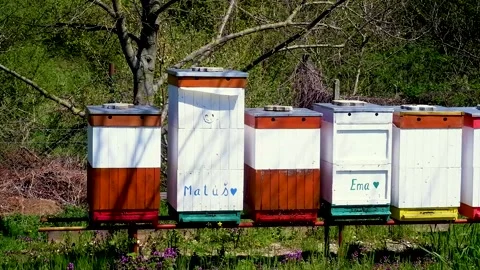 Bees flying around the hive Stock Footage 239066094