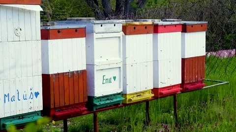 Bees flying around the hive Stock Footage 239068479
