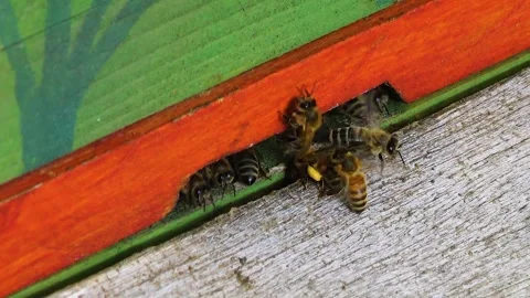 Bees flying around a hive Stock Footage 260410908