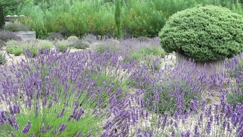 Bees flying around lavender bushes Stock Footage 158183459