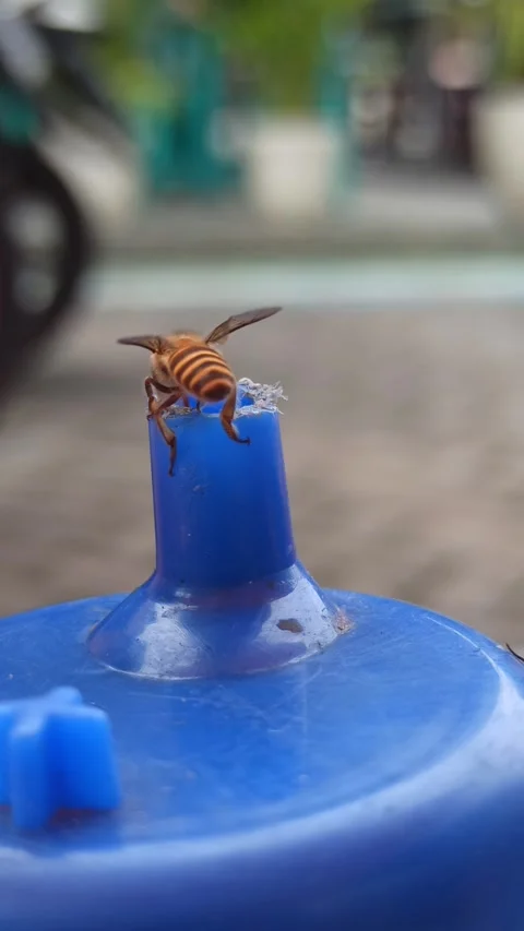 Bees Flying Around a Soy Sauce Bottle Video stock 265015012