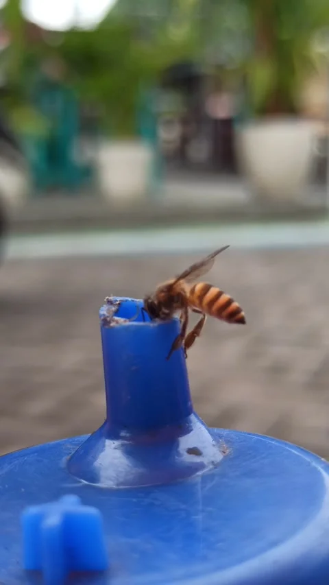 Bees Flying Around a Soy Sauce Bottle Stock-Footage 265015026