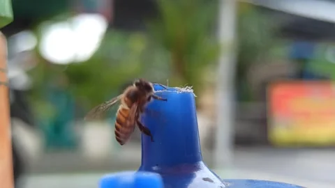 Bees Flying Around a Soy Sauce Bottle Stock Footage 265015027
