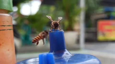 Bees Flying Around a Soy Sauce Bottle Stock-Footage 265015028
