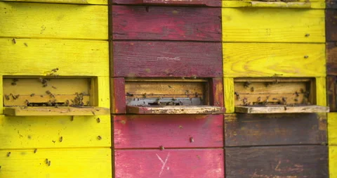 Bees flying around yellow and red beehive, static medium shot. Stock Footage 132508587
