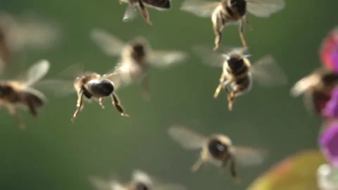 Bees Flying arround flowers. Stock Footage 143016809