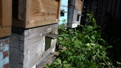 Bees flying back in hive after an intense harvest period Stock Footage 91421944