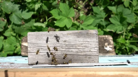 Bees flying back in hive after an intense harvest period Stock Footage 91422109