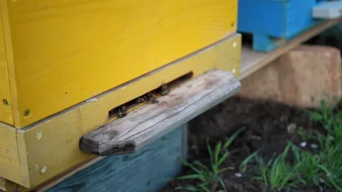 Bees Flying Back in Hive After an Intense Harvest Period. swarm of bees flies Stock Footage 168128936
