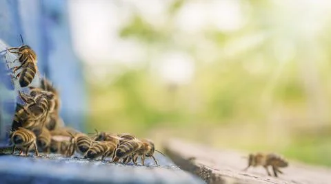 Bees flying back in hive after an intense harvest period Stock Photos