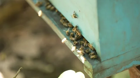 The bees flying back to the hive with pollen in sunny Spring field Stock Footage 255998242