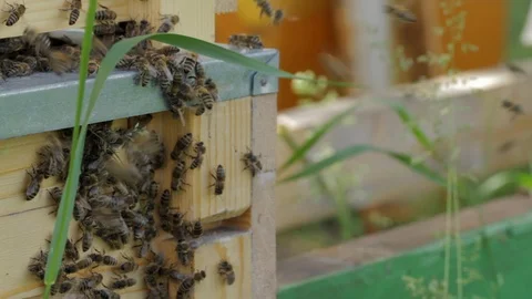 Bees flying in the bee hive yard Stock-Footage 101909859