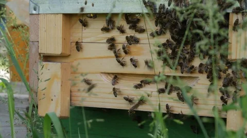 Bees flying in the bee hive yard Stock-Footage 101917267