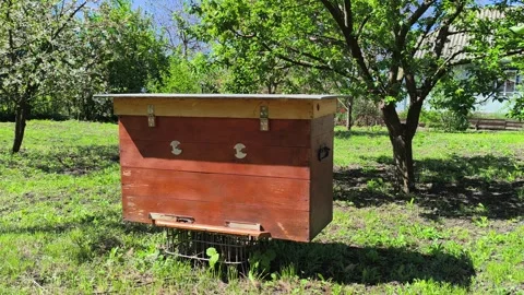 Bees Flying In Bee Yard. A Beehive in the Garden Near the House. In the Village Stock Footage 307868130