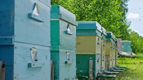 Bees Flying in Bee Yard Stock Footage 79407548