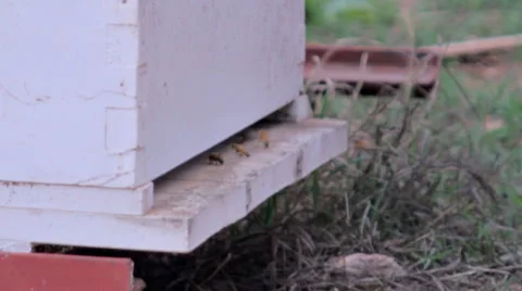 Bees flying into a beehive Stock-Footage 44716059
