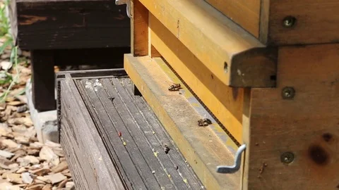 Bees flying in a beehive Stock Footage 71192624