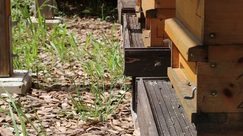 Bees flying in a beehive Stock Footage 71193453