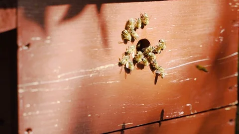 Bees flying to beehive Stock Footage 127636193