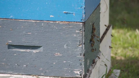Bees flying into beehive Stock Footage 270996189