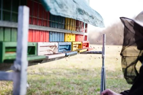 Bees flying into the beehive Stock Photos